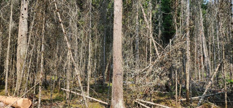 RentalsMLS Rental Main Image